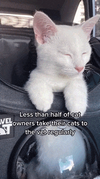 Hungry-cat-misjudges-jump GIFs - Get the best GIF on GIPHY