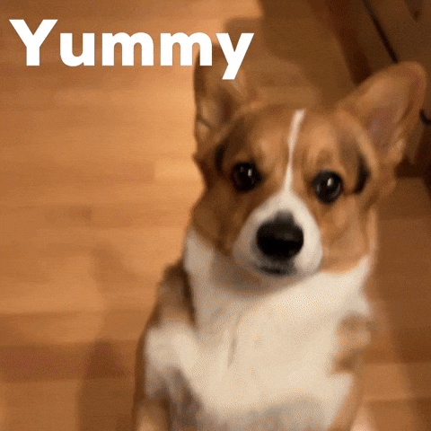 Dog Corgi GIF