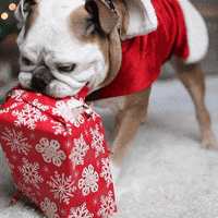 English Bulldog Christmas GIF by Rover.com
