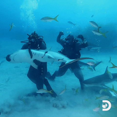 Diving GIF by Shark Week