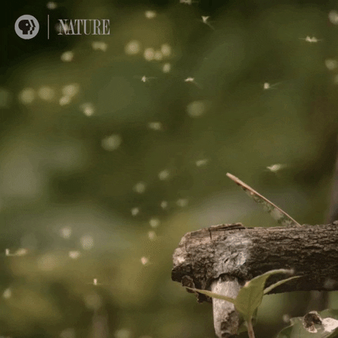 Landing Pbs Nature GIF by Nature on PBS
