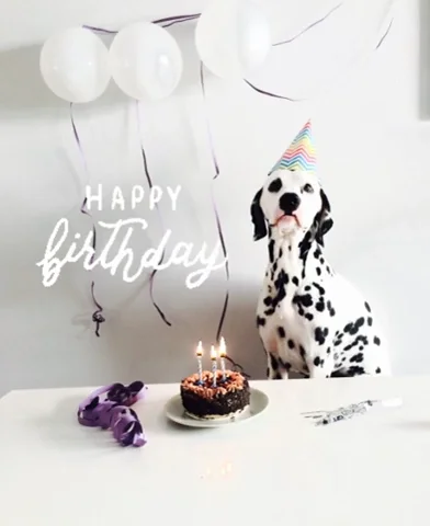 Happy Birthday Dog GIF by Beauty by Earth
