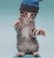 kitten dancing GIF