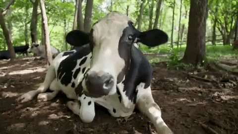 Relax Cow GIF by Mercy For Animals - Find & Share on GIPHY