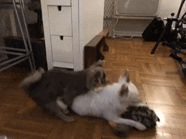 Hankypanky Mushu Simba Puppies Chihuahua Mushuchei Simbachei Mortezart Animalsdoingthings GIF