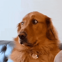 Golden Retreiver Judging GIF by The Dodo Golden Retreiver Judging GIF by The Dodo