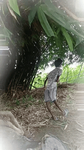 Bash GIF