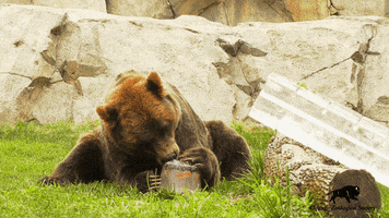 Hungry Grizzly Bear GIF by Brookfield Zoo
