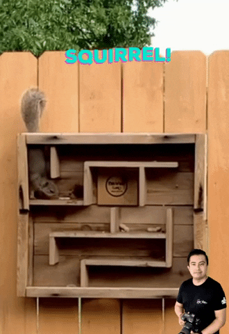 Squirrel GIF