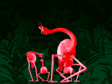 Flamingo's meme gif