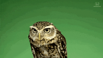 No Way Omg GIF by Honda
