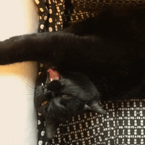 holisticdesign cat screaming roar black cat GIF