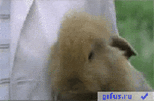 bunny smiling GIF bunny smiling GIF