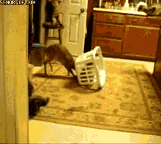Bob Cat Trap GIF by Cheezburger - Find & Share on GIPHY