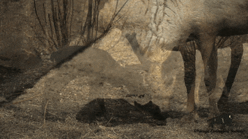 Baby Standing GIF by Brookfield Zoo