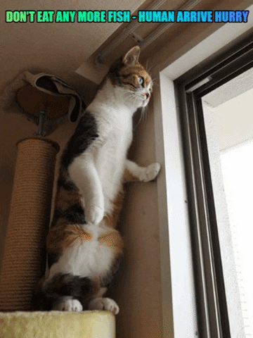Pet Insurance For Cats GIF
