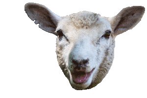 Sheep Baa Sticker by cornwallparknz