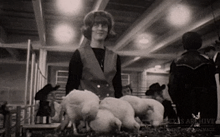 Chicken Cowboy GIF by Texas Archive of the Moving Image