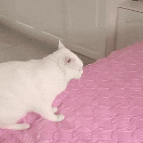 Cat GIF