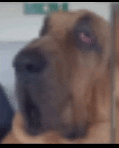 Dog Feeling GIF