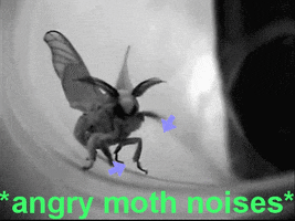moth GIF