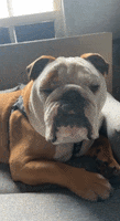 Tired Butler Bulldogs GIF by Butler University