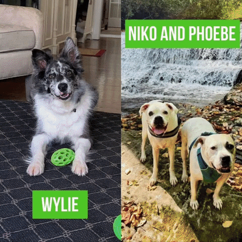 Animated GIF - Find & Share on GIPHY