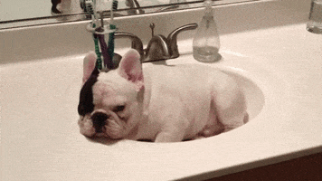 Frenchie Puppy GIFs - Find & Share on GIPHY