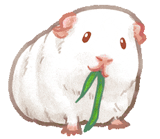 Eat Guinea Pig Sticker