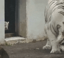 Shocked White Tiger GIF