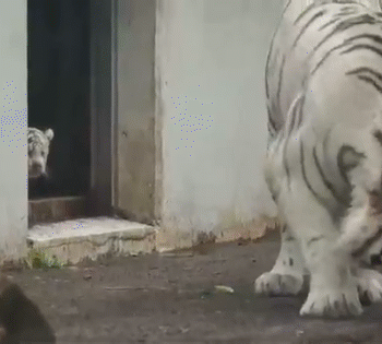 Shocked White Tiger GIF - Find & Share on GIPHY
