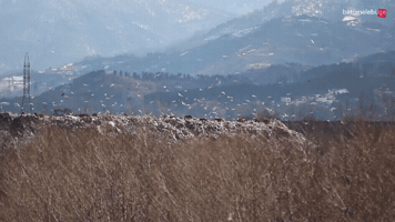 Gulls Batuimi GIF