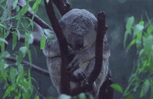 koala sleeps GIF