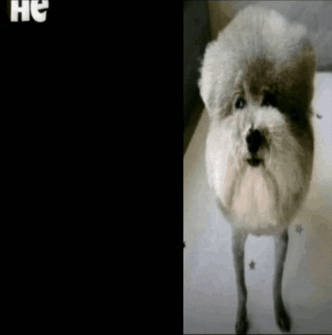 Golge45454 GIF