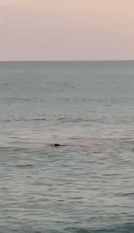 Shark Week Attack GIF by Storyful