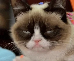 grumpy cat GIF by Internet Cat Video Festival