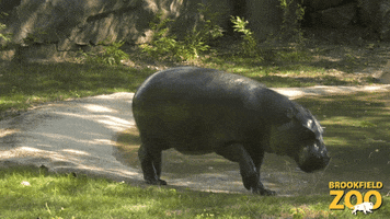 Cute Animals Hippo GIF by Brookfield Zoo