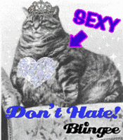 sexy fat cat GIF