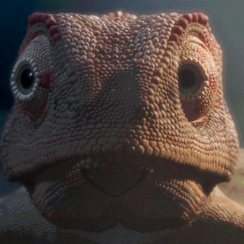 nouvellesimages confused eyes chameleon cameleon GIF