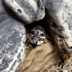 Snake Kevin GIF by Valley Zoo Development Society