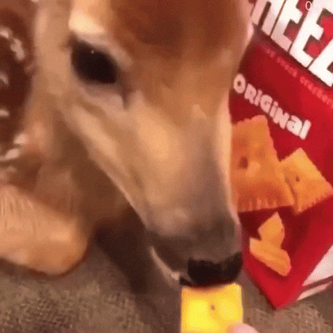 Animal GIF