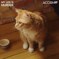 My Life Is Murder Cat GIF by Acorn TV Latin America