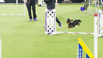 Westminster Dog Show Dogs GIF by Westminster Kennel Club
