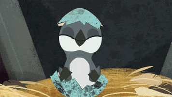 baby guillemot GIF by Puffin Rock