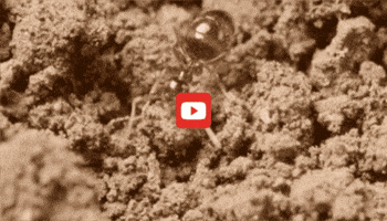 GIF by KQEDScience