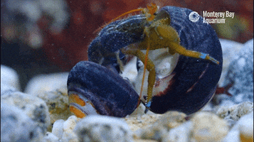 Hermit Crab Sea GIF by Monterey Bay Aquarium