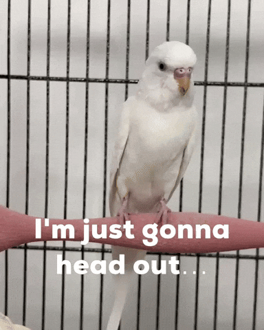 Budgie GIF