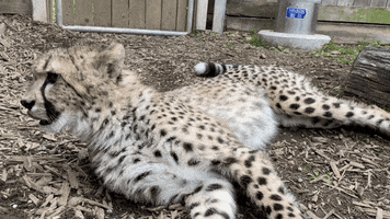 Cats Cheetah GIF by Cincinnati Zoo