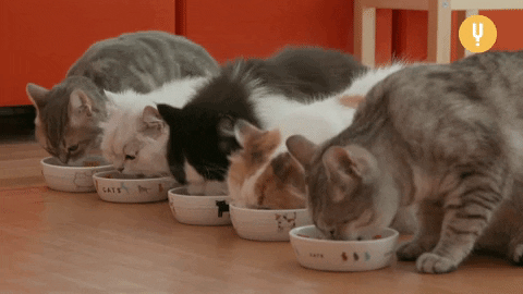 Cats Eating GIFs - Get the best GIF on GIPHY
