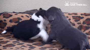 Take Down Love GIF by Best Friends Animal Society